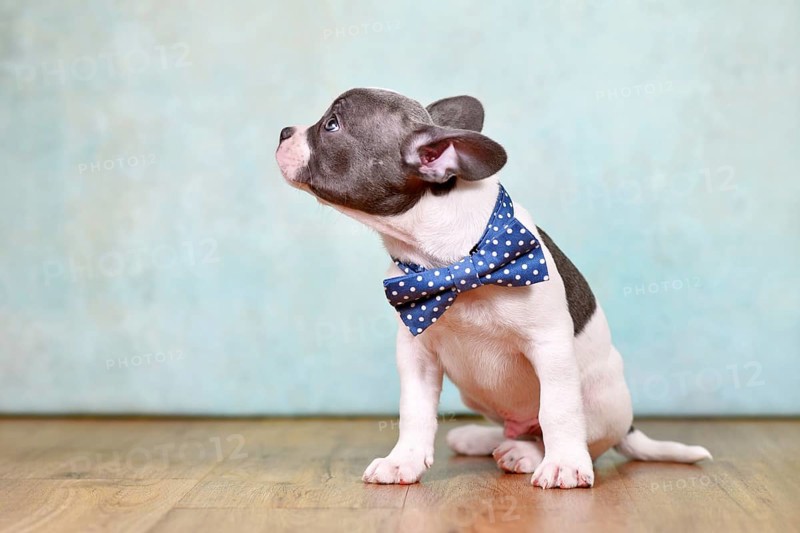 Side view of healthy French Bulldog puppy with long nose and tail and bow tie in front of studio background