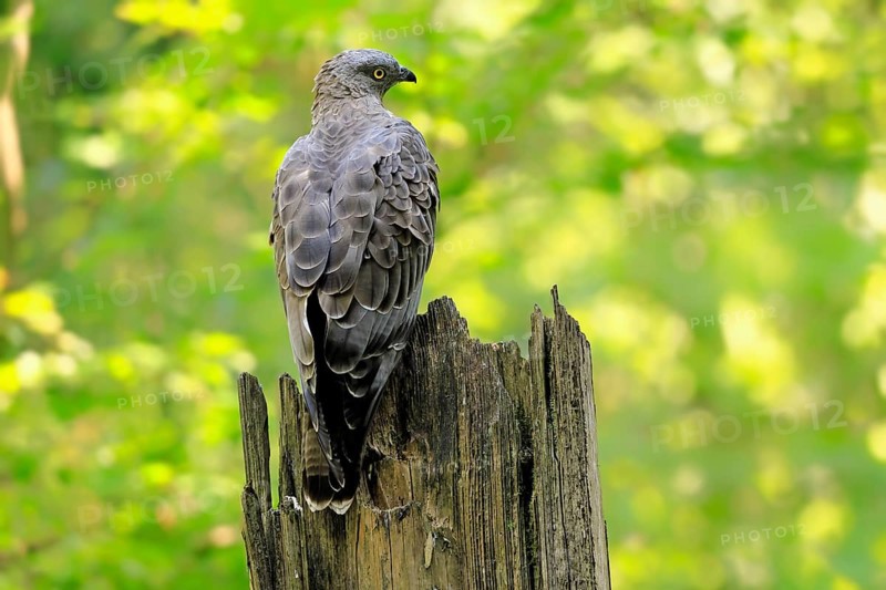 Honey buzzard (Pernis apivorus), adult, perch, vigilant, in summer, Šumava, Czech Republic, Europe
