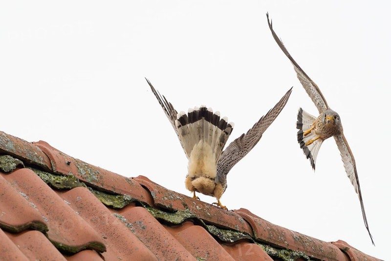 Defence pose of a male Common Kestrel (Falco tinnunculus) against an attacking rival above a roof, territorial dispute, Hesse, Germany, Europe