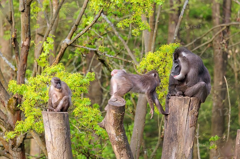 Three Drills (Mandrillus leucophaeus), a male and two females, sit high up on the three stumps of a cut tree and enjoy the early sunlight. A green forest can be seen in the background