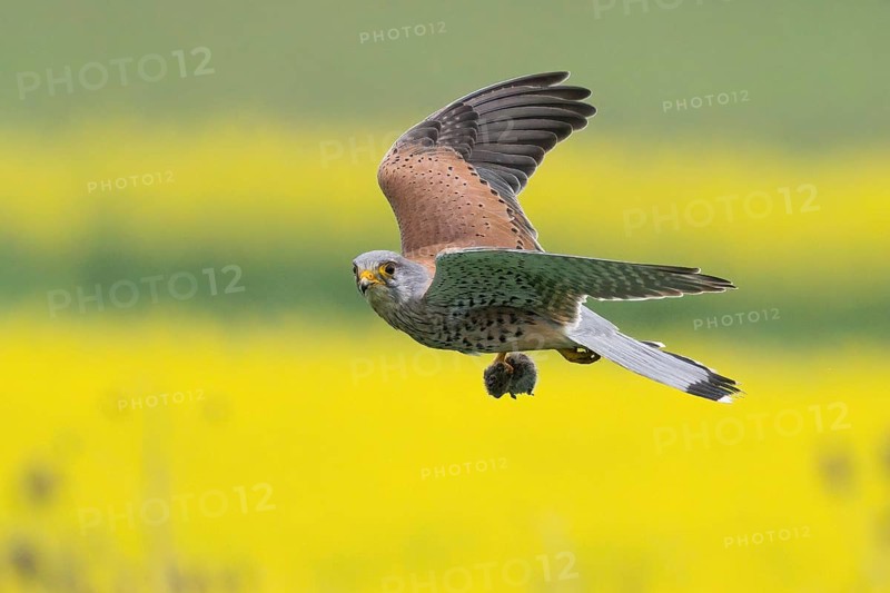 A Common Kestrel (Falco tinnunculus) with a prey mouse flies over a flowering rape field Hesse, Germany, Europe
