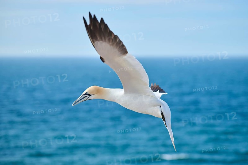 Northern gannet (Morus bassanus) flying in the sky, wildlife, Helgoland, Germany, Europe