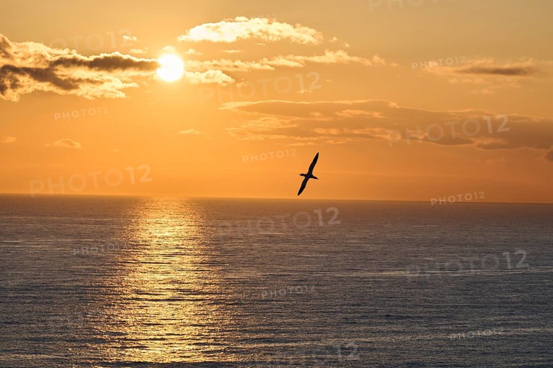 Northern gannet (Morus bassanus) flying over the sea at sunset, wildlife, Helgoland, Germany, Europe