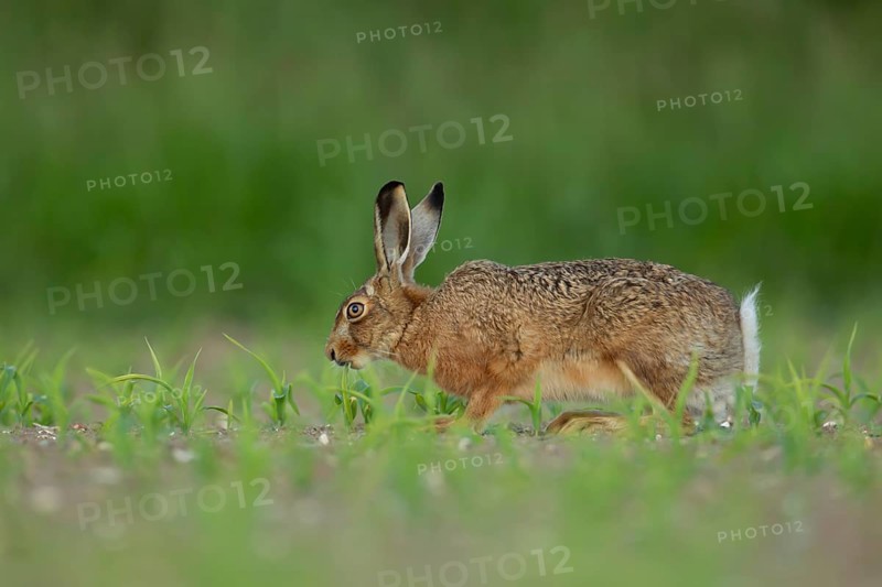 European brown hare (Lepus europaeus) adult animal feeding in a farmland maize field in summer, England, United Kingdom, Europe