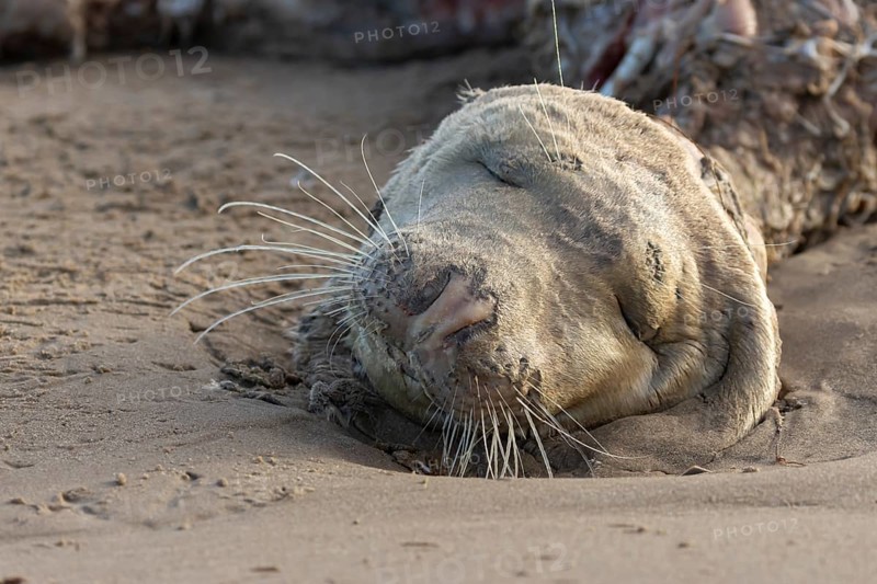 Grey seal (Halichoerus grypus) adult animal dead on a beach, England, United Kingdom, Europe