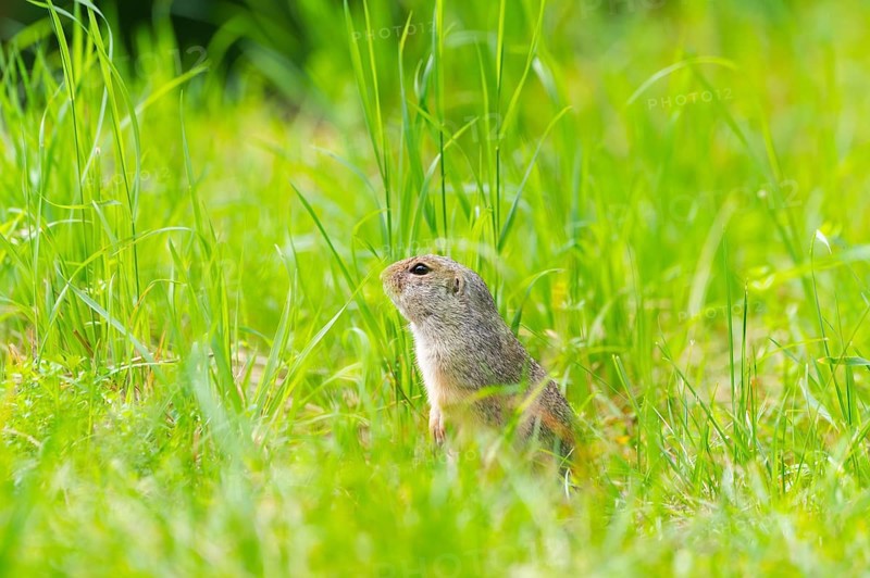 European ground squirrel (Spermophilus citellus) on a meadwo, Bavaria, Germany, Europe