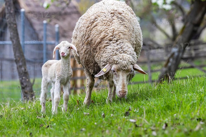 Sheep and young of the Württemberger breed, also known as Merinoland sheep. Sheep pasture on the Swabian Alb with lamb. Beuren, Baden-Württemberg, Germany, Europe