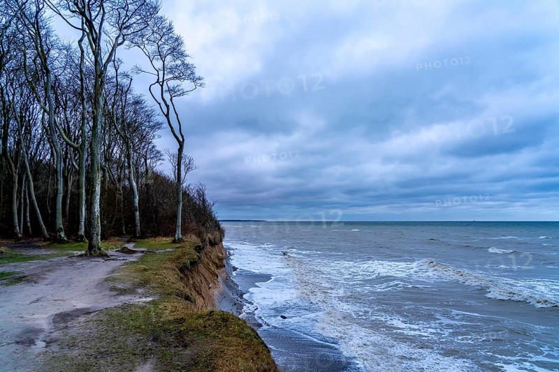 Beach, cliffs and ghostly forest in the Baltic seaside resort of Nienhagen, Mecklenburg-Vorpommern, Germany, Europe