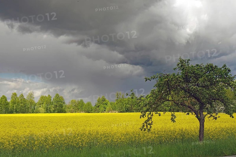 A tree stands alone next to a vast yellow field under a dramatic, cloudy sky, rape, Wendland, Lower Saxony