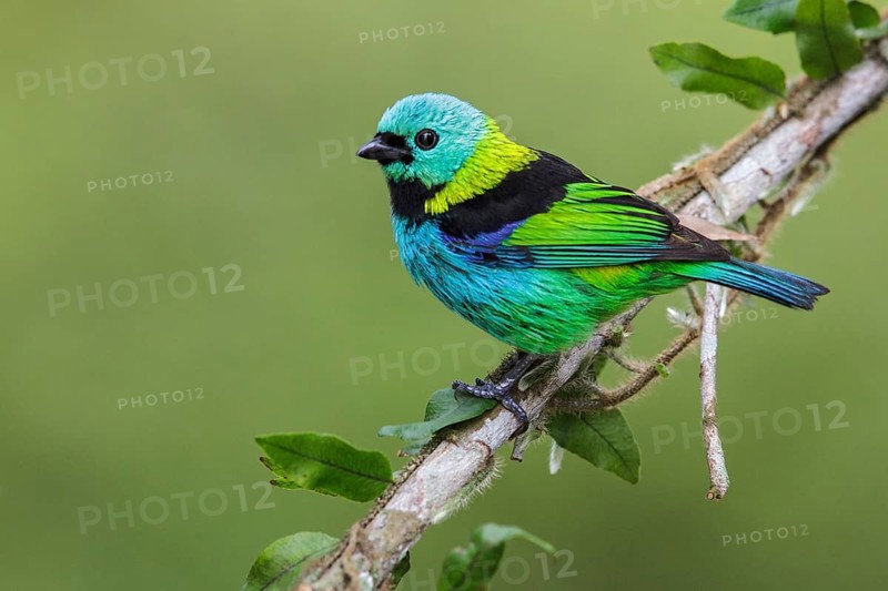 Green-headed Tanager (Tangara seledon) perched on a branch in the Atlantic rainforest of southeast Brazil