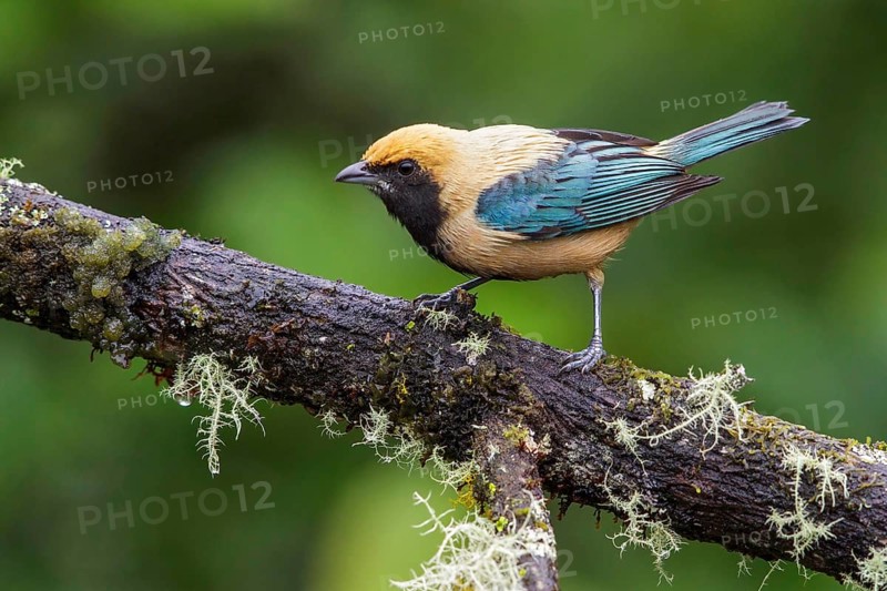 Burnished-buff Tanager (Tangara cayana) perched on a branch in the Atlantic rainforest of southeast Brazil