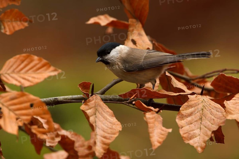 Marsh Tit (Poecile palustris), Utrecht, Netherlands