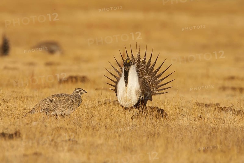 Sage Grouse (Centrocercus urophasianus) mating, California, USA, North America