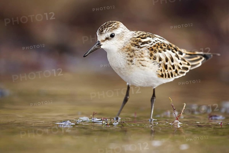 Little Stint (Calidris minuta), Asturias, Spain, Europe