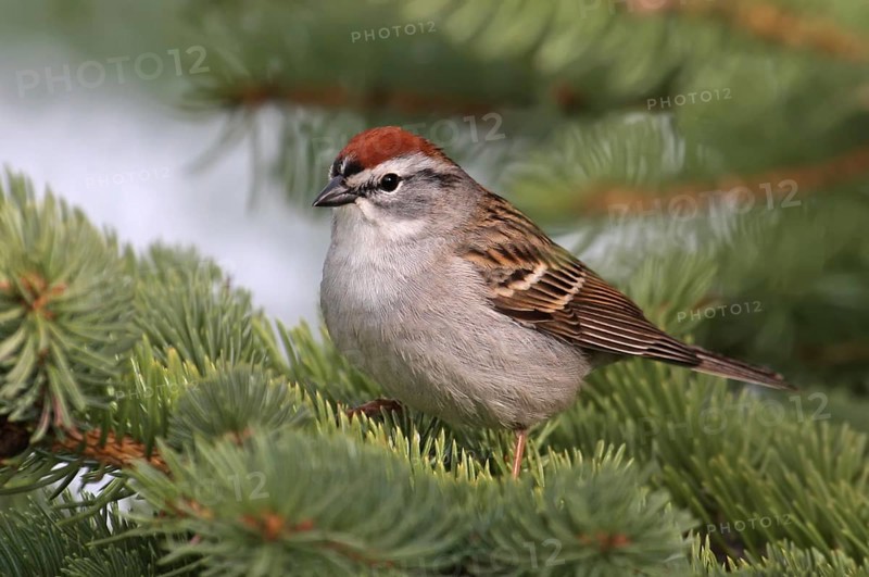 Chipping Sparrow (Spizella passerina), Saskatchewan, Canada, North America