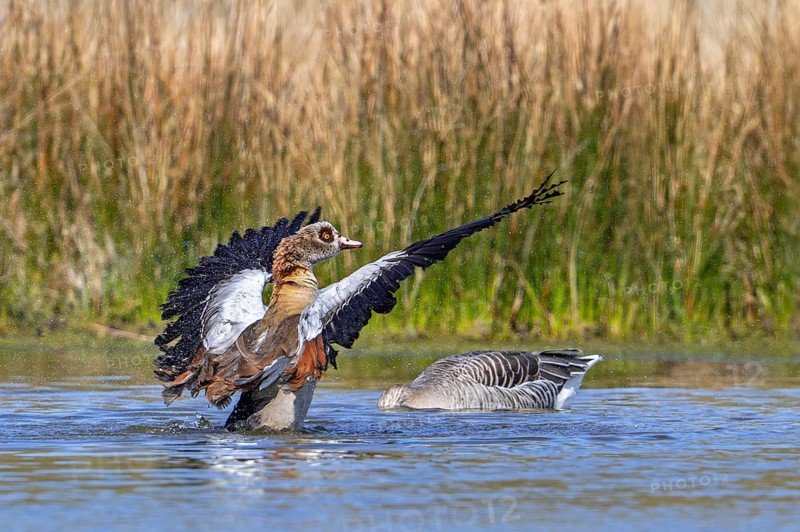 Egyptian goose (Alopochen aegyptiaca) male splashing water while flapping wings in pond in spring