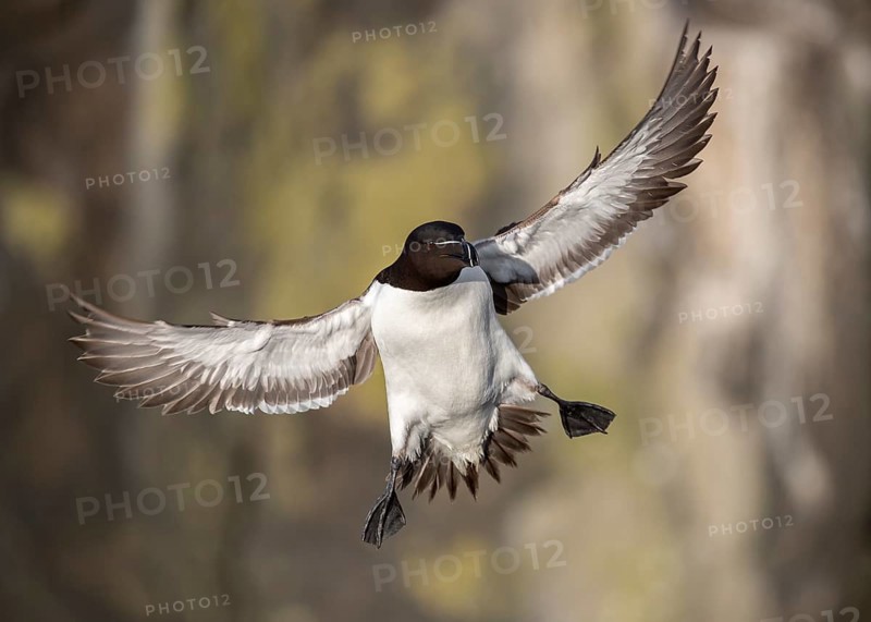 Razorbill (Alca torda islandica) flying, Scotland, United Kingdom, Europe