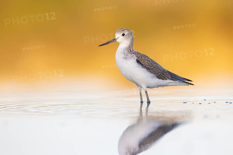 Common Greenshank (Tringa nebularia), Victoria, Australia, Oceania