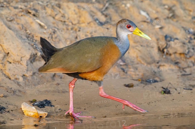 Grey-necked wood rail (Aramides cajanea) Pantanal Brazil
