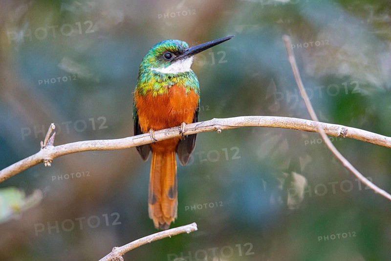 Rufous-tailed jacamar (Galbula ruficauda) Pantanal Brazil