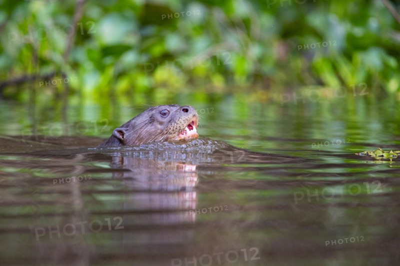 Giant otter (Pteronura brasiliensis) Pantanal Brazil