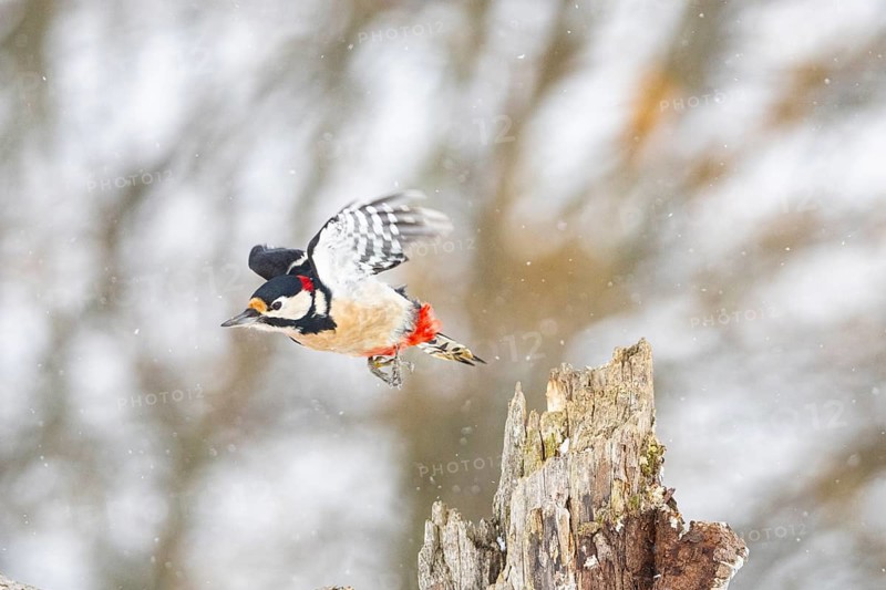 Great spotted woodpecker (Dendrocopus major) ml Germany