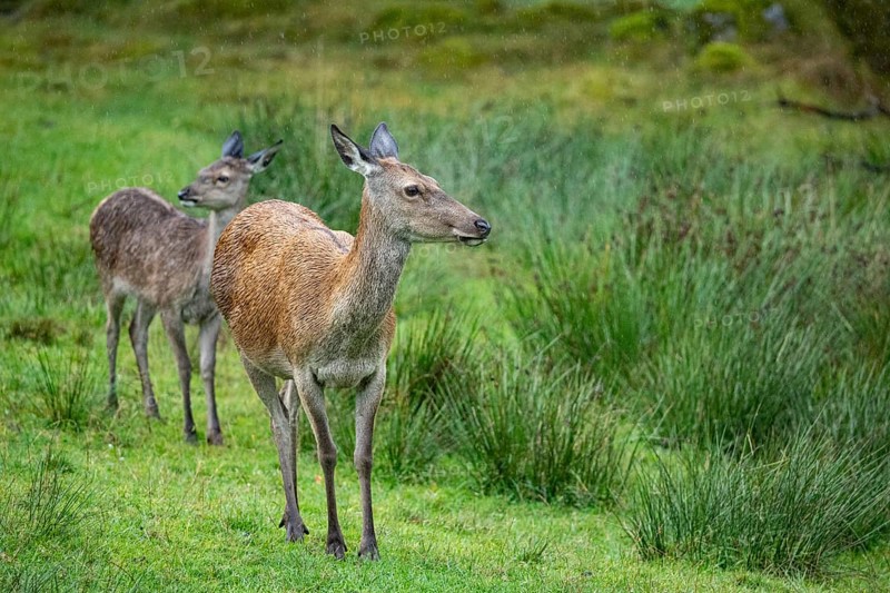 Red deer (Cervus elaphus) cow with calf captive Germany