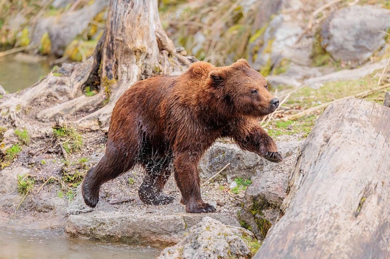 A young male brown bear (Ursus arctos arctos), soaked from bathing in a stream, runs over hilly terrain past rocks and rotting tree trunks