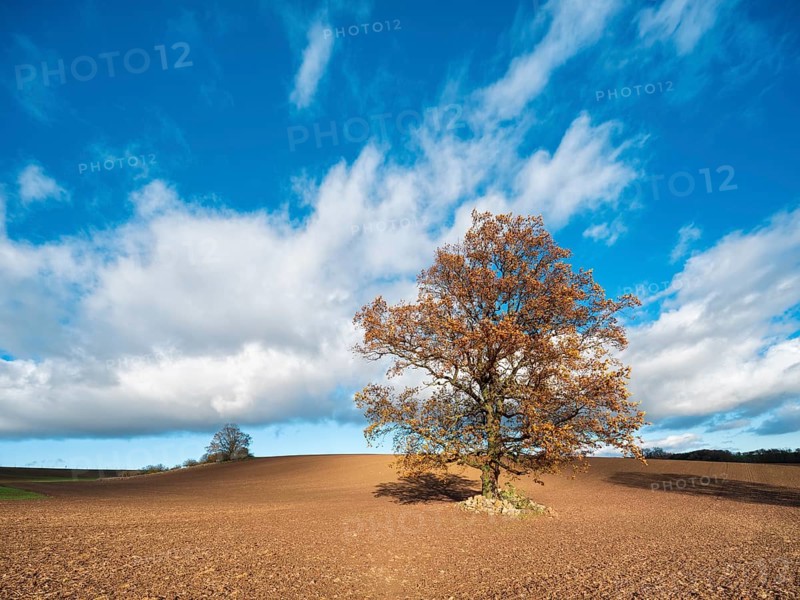 Solitary oak tree on ploughed field under blue sky with clouds in autumn, Burgenlandkreis, Saxony-Anhalt, Germany, Europe