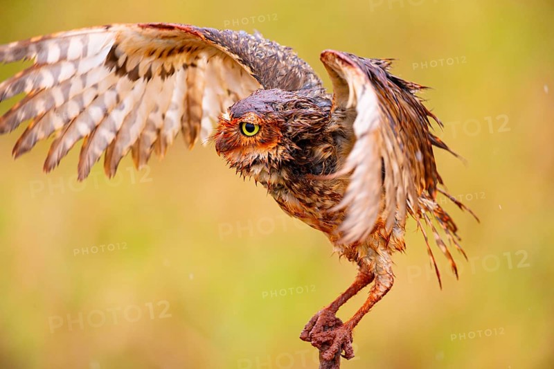 Burrowing owl (Speotyto cunicularia) Pantanal Brazil