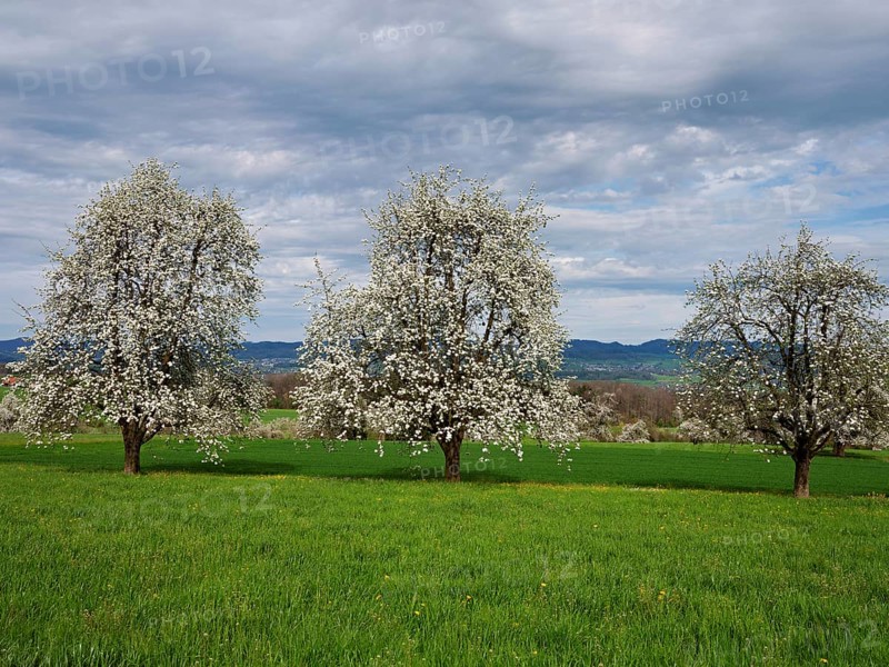 Flowering pear trees (Pyrus communis), Beinwil, Freiamt, Canton Aargau, Switzerland, Europe