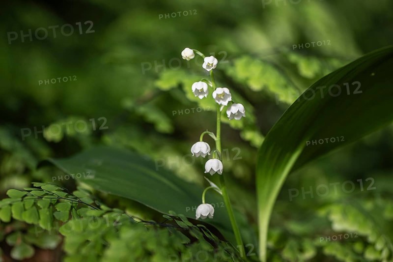 Lily of the valley (Convallaria majalis), Emsland, Lower Saxony, Germany, Europe