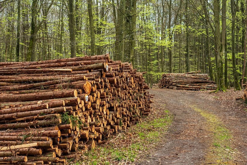 Piles of logs at road in beech forest in Ystad municipality, Skåne county, Sweden, Scandinavia, Europe