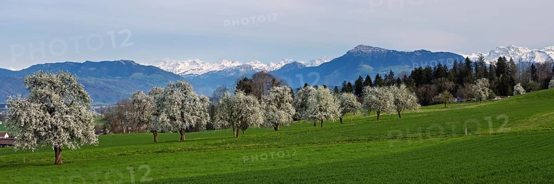 Flowering pear trees (Pyrus communis) . In the background the snow-covered Alps and the Rigi, Beinwil, Freiamt, Canton Aargau, Switzerland, Europe