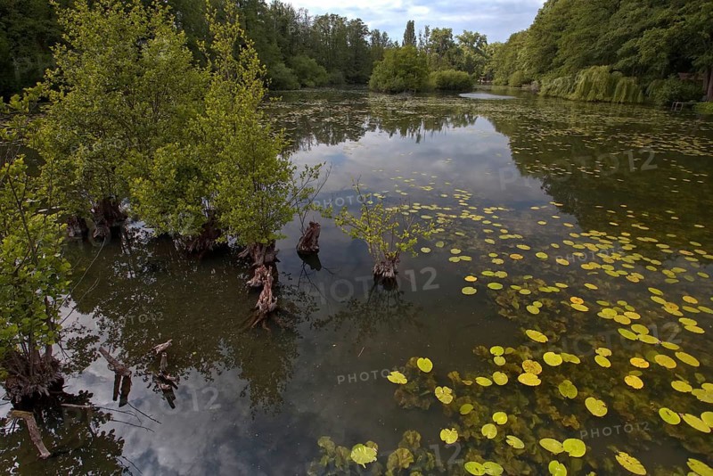 The Niepkuhlen a body of water with water lilies and trees creates a tranquil, natural scene, Krefeld, North Rhine-Westphalia, Germany, Europe