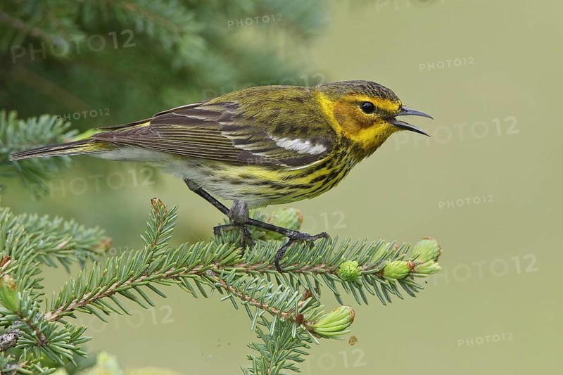 Cape May Warbler (Setophaga tigrina) singing, Manitoba, Canada, North America
