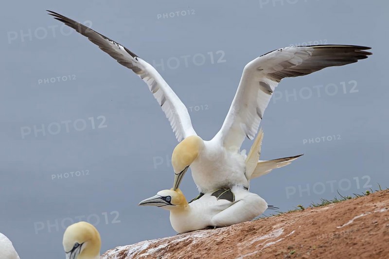 Northern Gannet (Morus bassanus) pair mating, Schleswig-Holstein, Germany, Europe