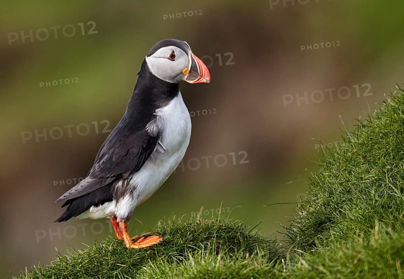 Atlantic Puffin (Fratercula arctica) perched on cliff, Mykines, Faroe Islands, Europe