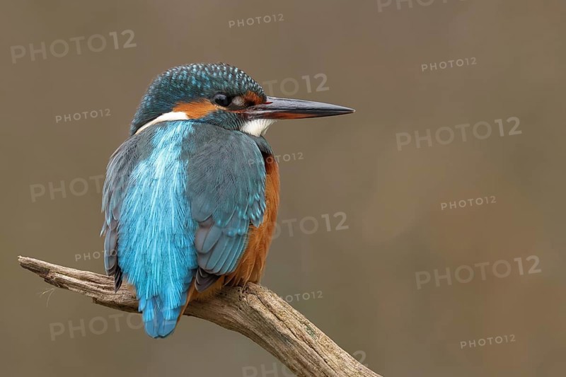 Common Kingfisher (Alcedo atthis), Bavaria, Germany, Europe