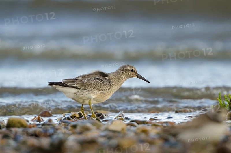 Red Knot (Calidris canutus), Schleswig-Holstein, Germany, Europe