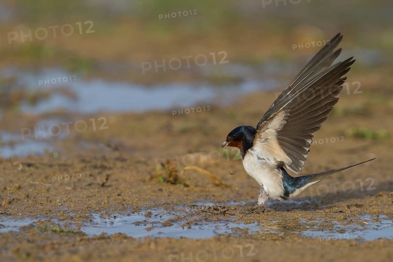Barn Swallow - Rauchschwalbe - Hirundo rustica ssp. rustica, Morocco, adult female, Africa