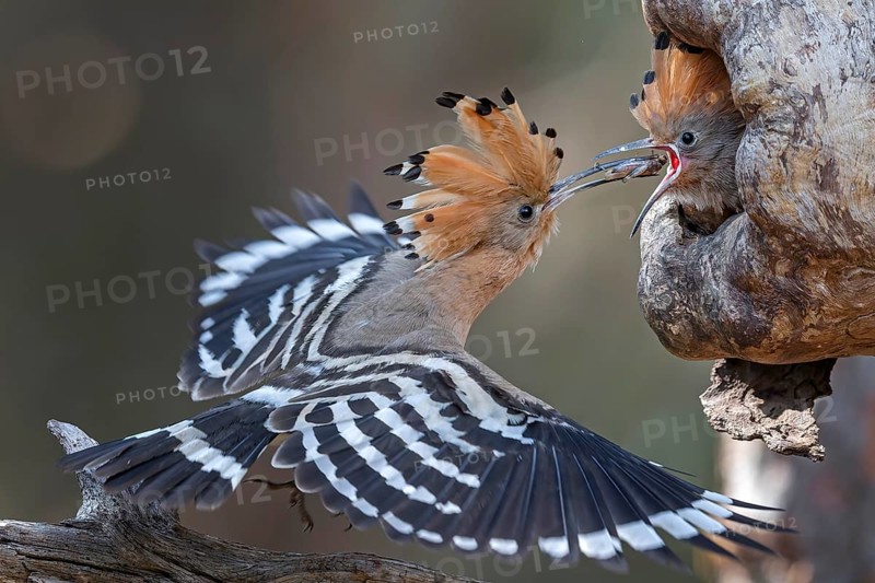 Eurasian Hoopoe (Upupa epops) feeding chick in breeding cavity, Saxony-Anhalt, Germany, Europe