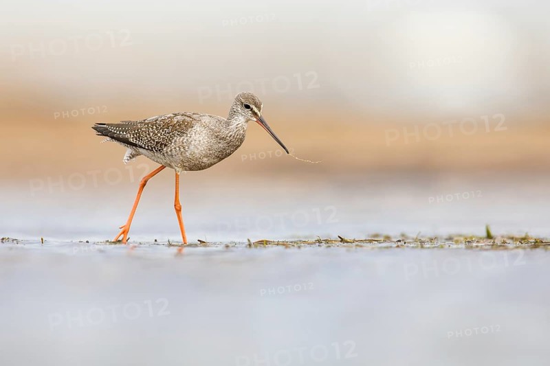 Spotted Redshank (Tringa erythropus) foraging, Poland, Europe