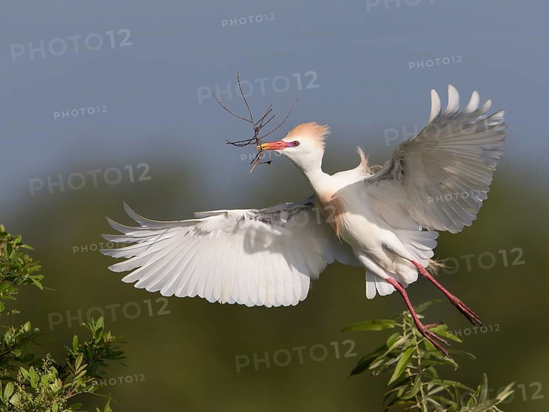 Western Cattle Egret (Bubulcus ibis) male flying with nesting material in beak, Florida, USA, North America