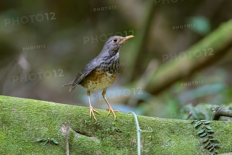 Japanese Thrush (Turdus cardis) female, Cuc Phuong, Vietnam, Asia