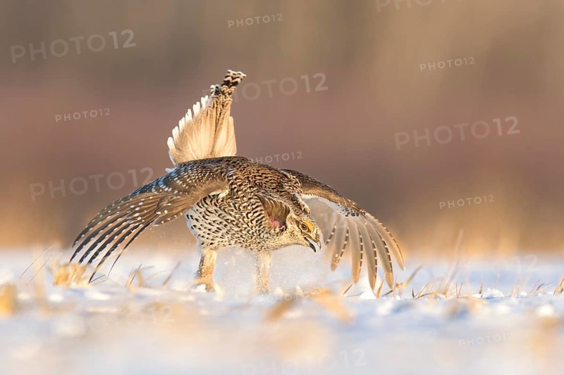Sharp-tailed Grouse (Tympanuchus phasianellus), Minnesota, USA, North America