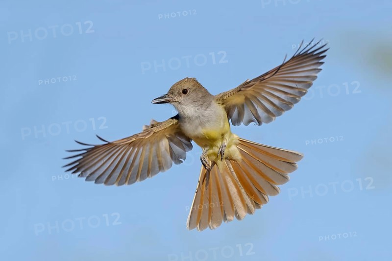 Brown-crested Flycatcher (Myiarchus tyrannulus) flying, Arizona, USA, North America