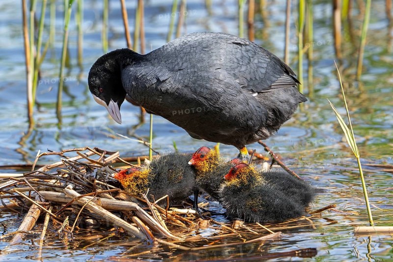 Eurasian coot, common coot (Fulica atra) parent with three chicks resting on nest in pond among reed in marsh, marshland in spring
