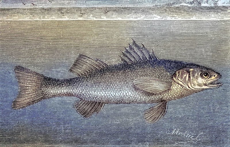 European bass, Dicentrarchus labrax, woodcut from 1880 / Europäische Wolfsbarsch oder auch Seebarsch, Holzschnitt aus 1880, Historisch, historical, digital improved reproduction of an original from the 19th century / digital reproduction of an original from the 19th century