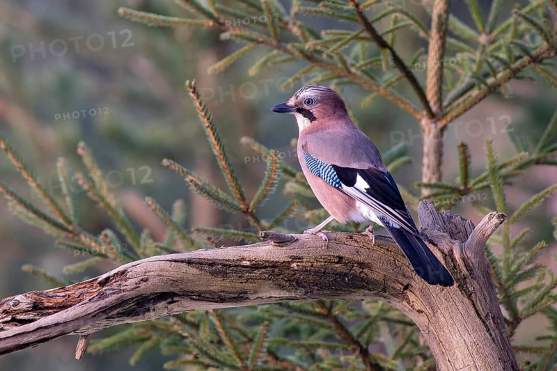 Eurasian jay (Garrulus glandarius), sitting on a branch, Terfens, Tyrol, Austria, Europe
